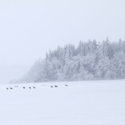 Wild.jpg | © Arosa Tourismus / Nina Hardegger-Mattli