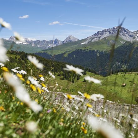 Maran Blumenwiese 1-Arosa.jpg | © Arosa Tourismus / Nina Hardegger-Mattli