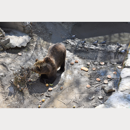 Bär Sam im Zoo Skopje | © Stiftung Arosa Bären / VIER PFOTEN