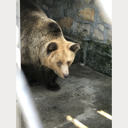 Baer-female | © Stiftung Arosa Bären / VIER PFOTEN