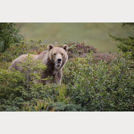 Napa im Arosa Bärenland.JPG | © Stiftung Arosa Bären / VIER PFOTEN