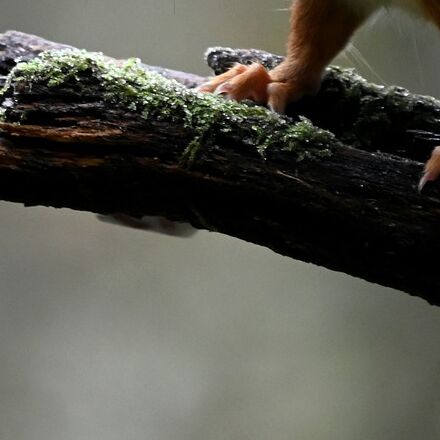 Eichhörnchen im Wald | © Pixaby