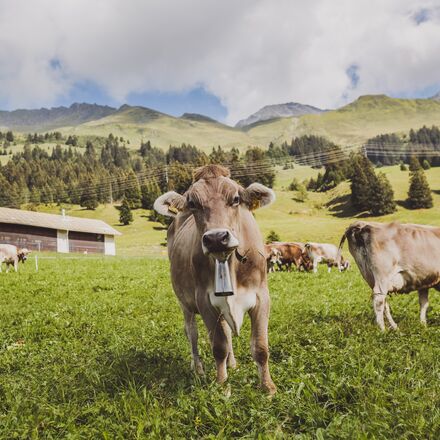 Kühe in Parpan | © Ferienregion Lenzerheide